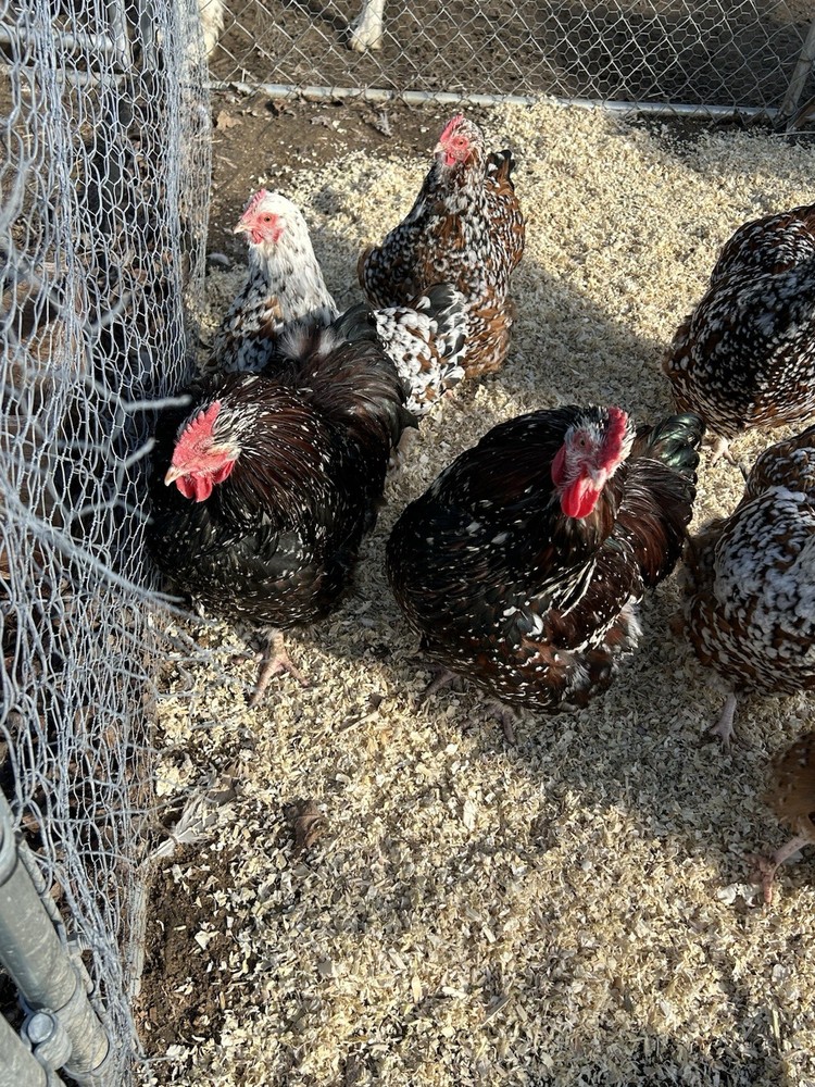 Jubilee Orpington Hatching Eggs 12+