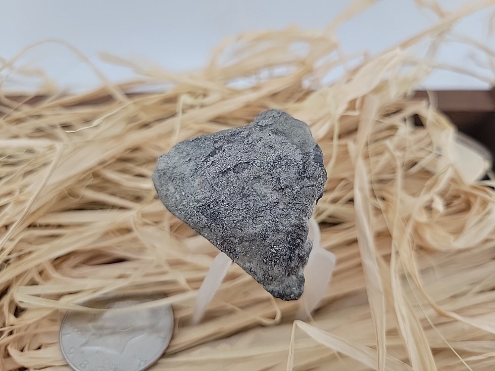 Permineralized Claw Fossil Super Rare