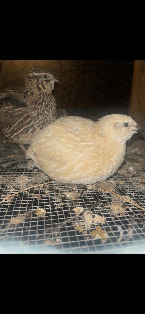 Quail chicks Poultry Supplies
