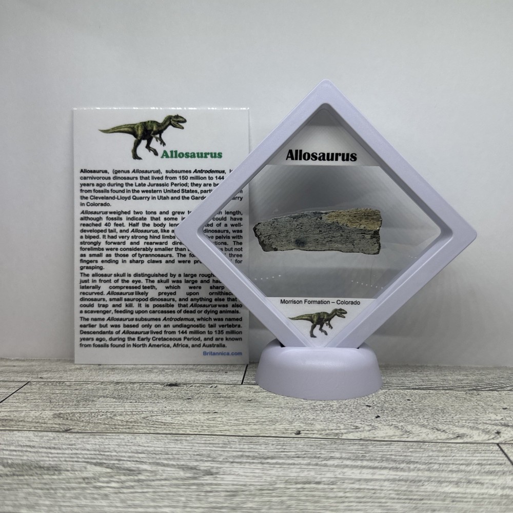 Allosaurus Extinct Dinosaur Bone Fossil with Display Case