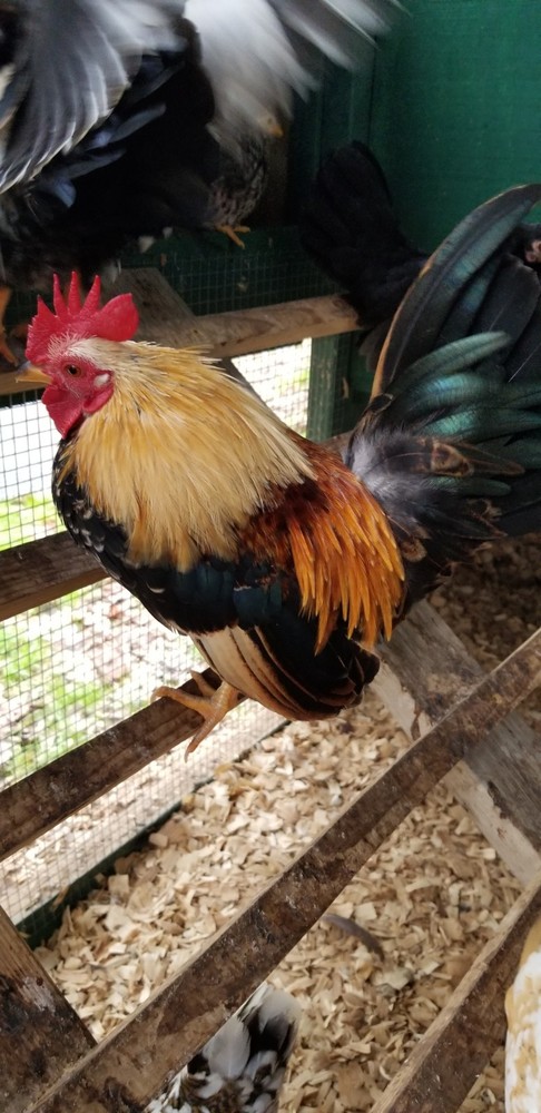 Serama Bantam Eggs. 1 Dozen + extras. Video NO RESERVE!!!