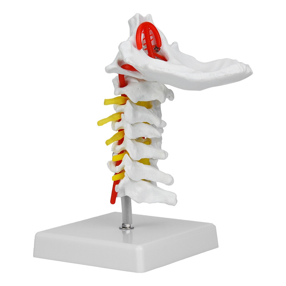 1:1 Human Cervical Arteria Spine Spinal Anatomical Model