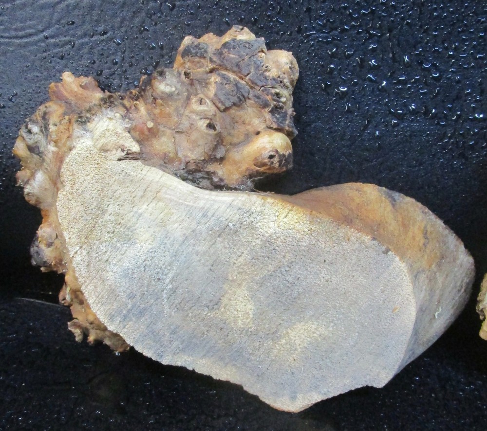 3pc Buckeye Burl slabs/cut offs #D558 assorted sizes