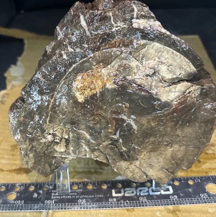 Colorful petrified wood