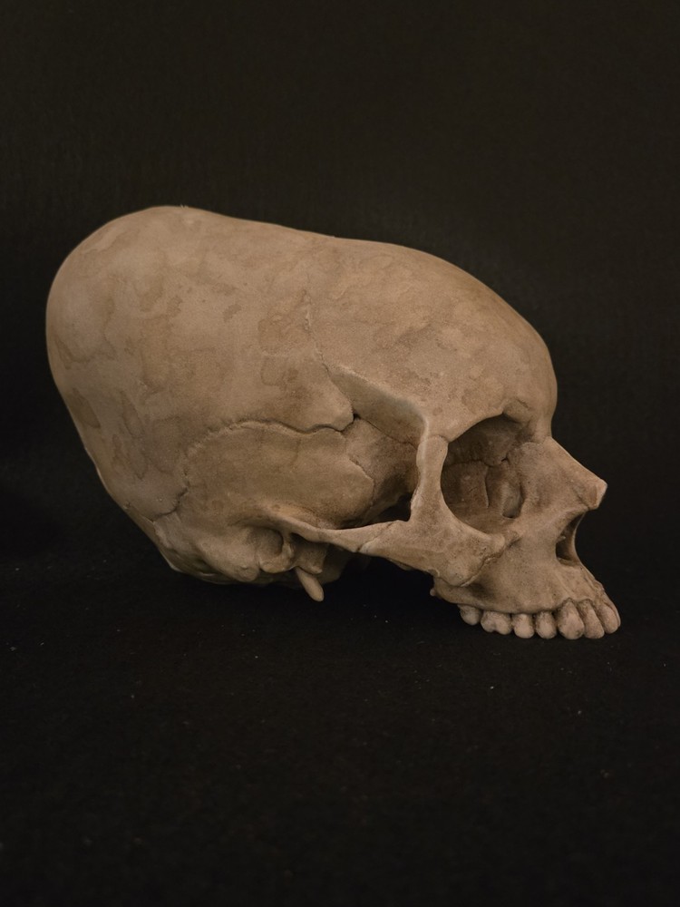 Human Skull Enlongated Realistic