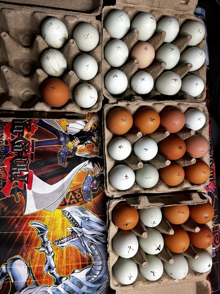 Araucana,Copper Maran hatching eggs hens choice