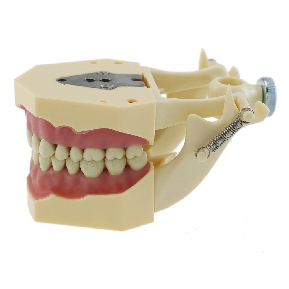Dental Restorative Typodont Practice Model Removable 32PC Screw-in Teeth Frasaco