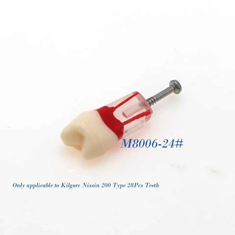 Dental RCT Endo Root Canal Practise Study Teeth Model M8006-24 Modelo de dientes