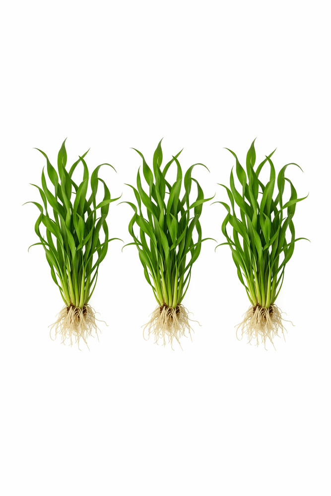 Vesuvius Sword Echinodorus Vesuvius