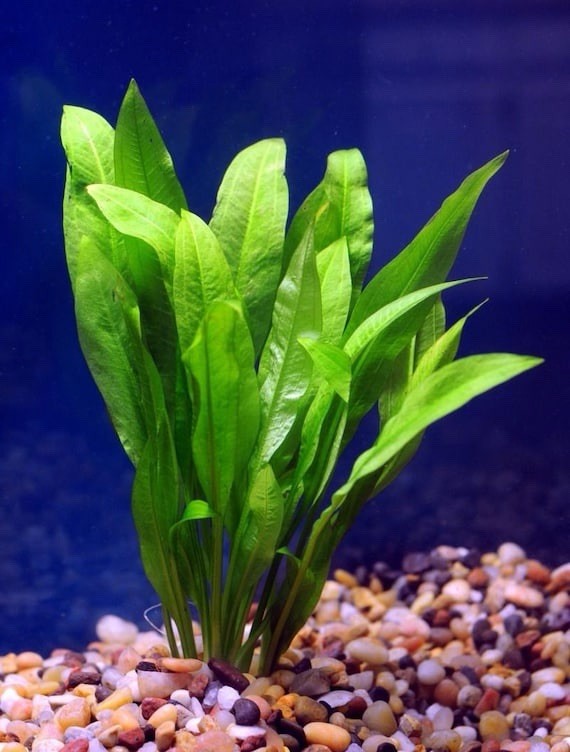 Amazon Sword Live Aquarium Plant