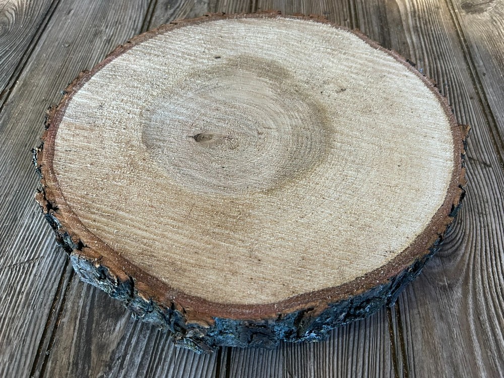 Maple Log Slice Approximately 10 Inches Diameter