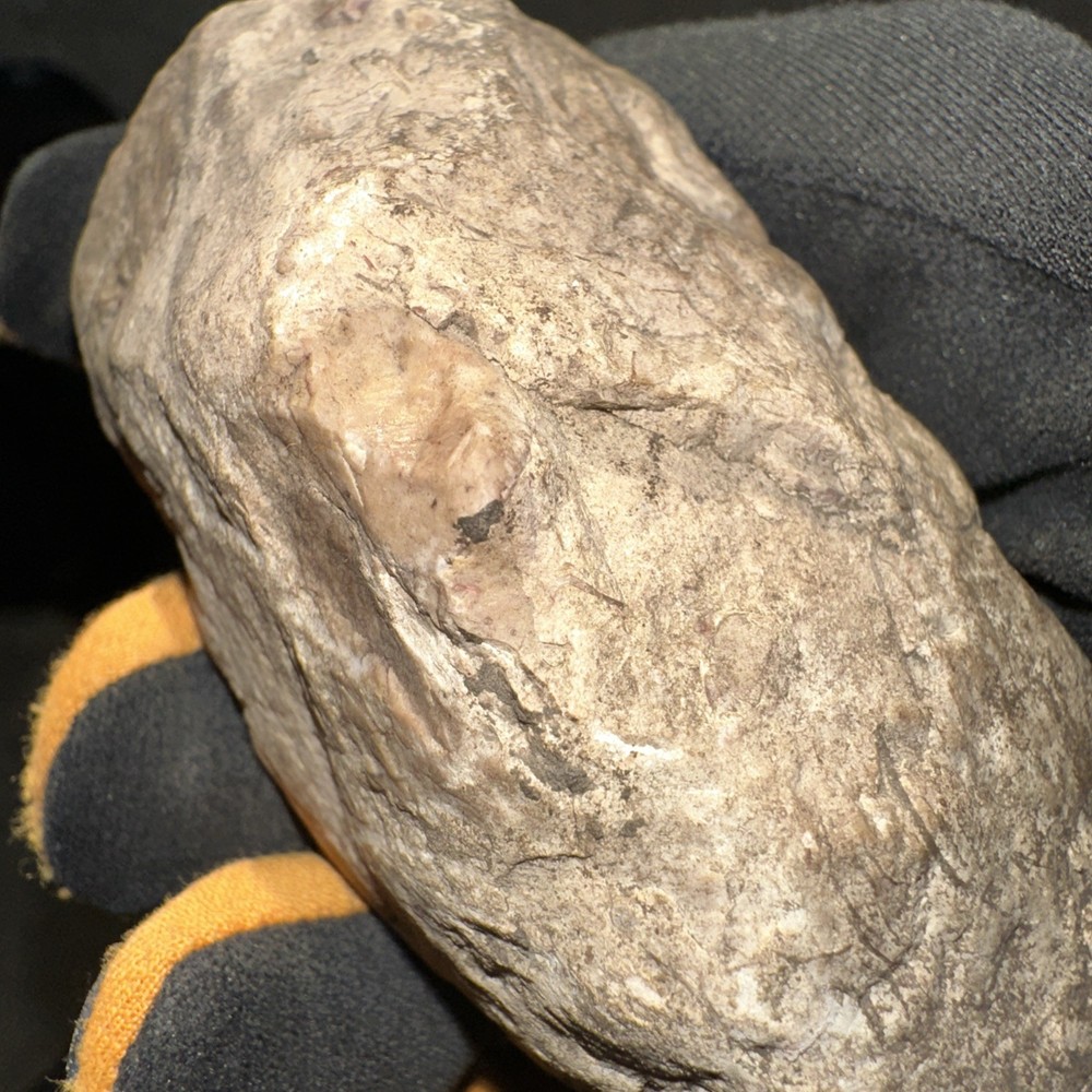 Fossil From Minnesota Emblem Rock Natural Stone