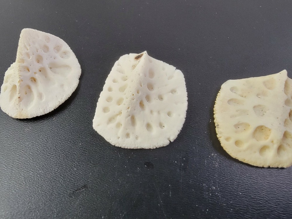 Gator ALLIGATOR BACK SCUTE bone bones BONY skutes croc weird OSTEODERMS CLEAN