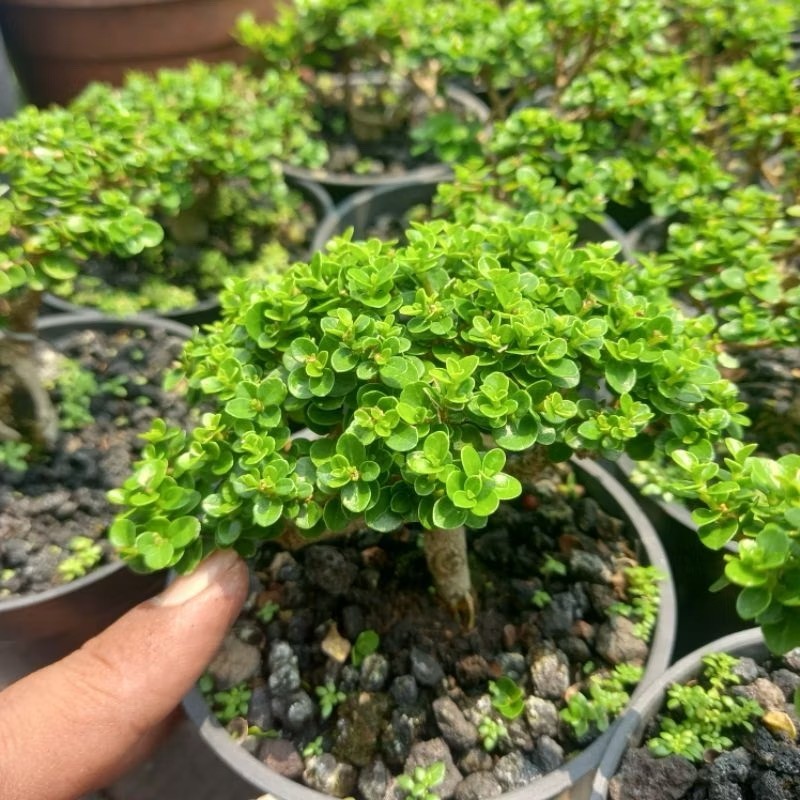 Tree Starter Premna Micropylla - Bonsai Sancang - Living Tree Small Tree