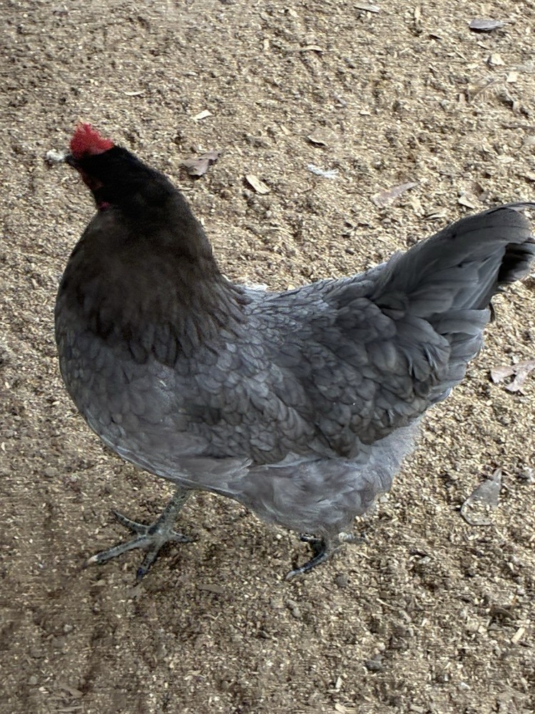 10 Silverrudd blue hatching eggs, Npip/AI clean