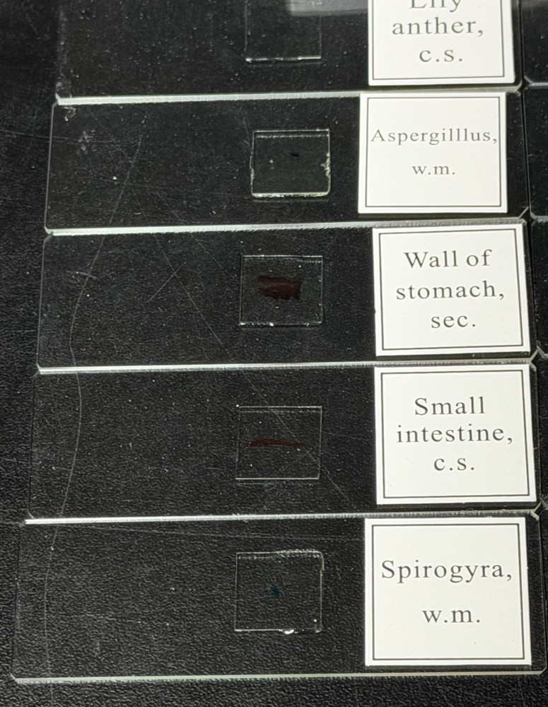 10 PC/Set Biology Sample Specimens Microscope Prepared Specimens Slides Student