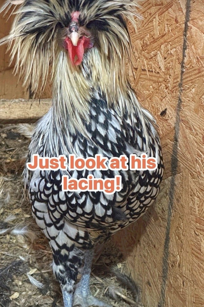 6 Polish Chicken Hatching Eggs (NPIP Certified)