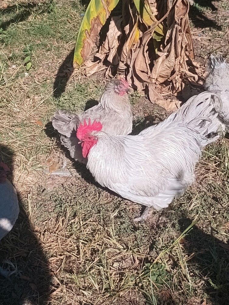 **RARE**(6) Lavender Orpington Hatching Eggs