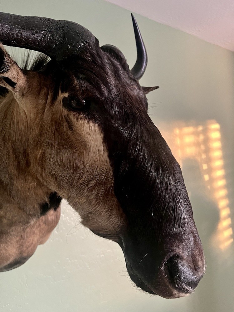 Blue Wildebeest Taxidermy Shoulder Mount