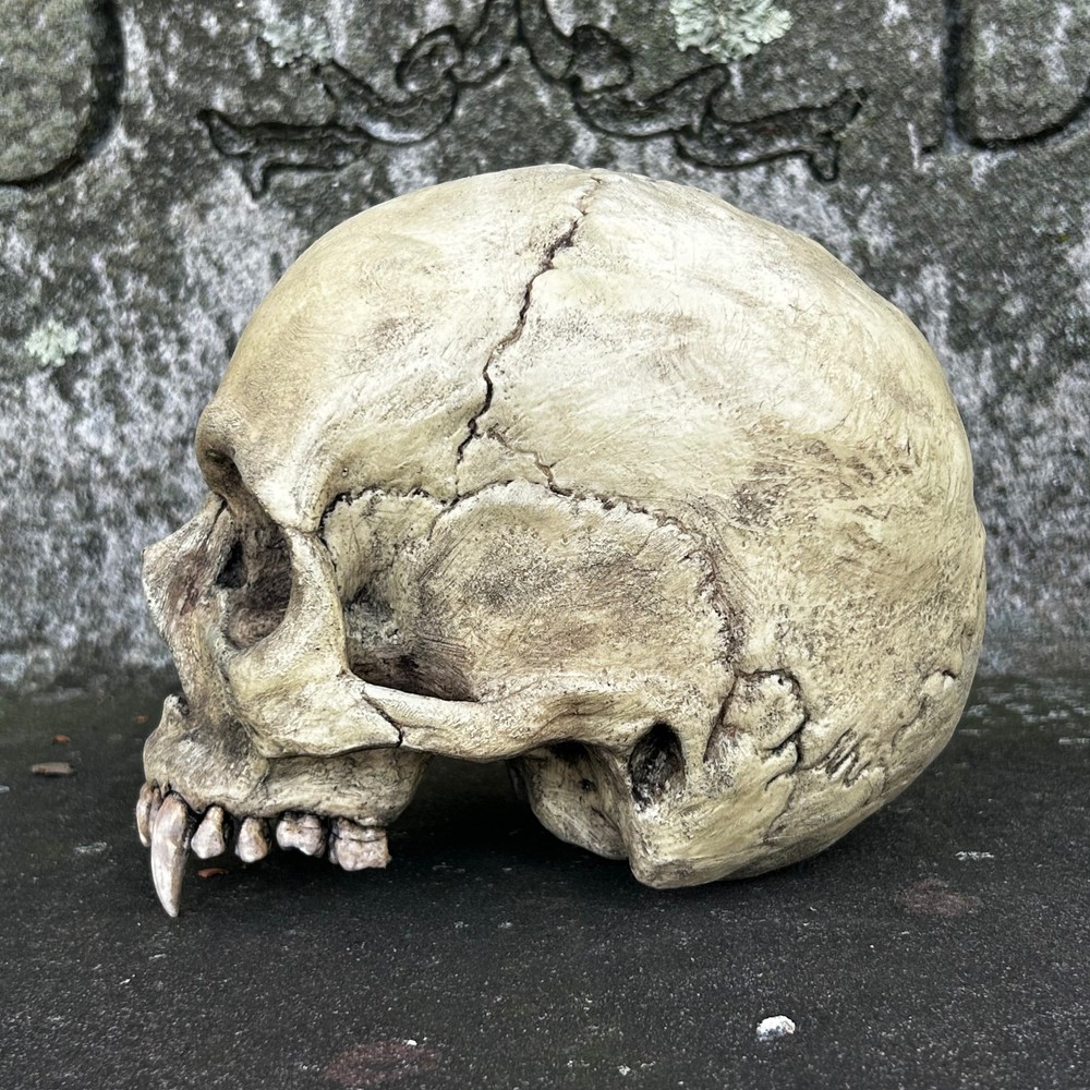 Life Size Realistic Vampire Skull