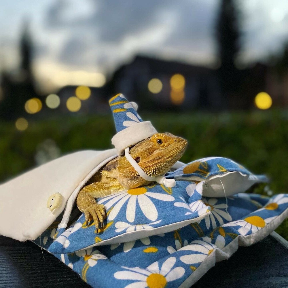 Bearded Dragon Beds, 6 pieces