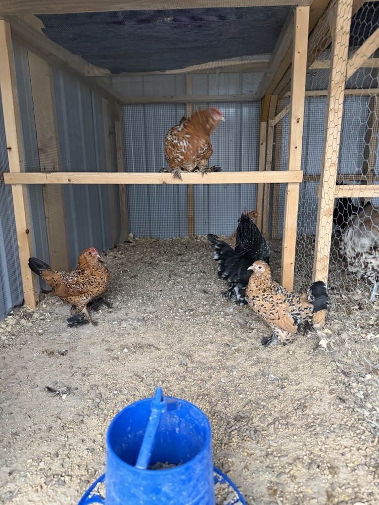 Chicken Hatching Eggs mixed breeds- 12+