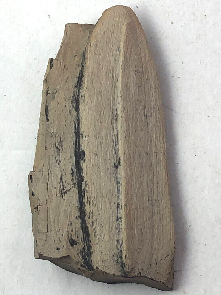 Petrified Wood 2.5 oz.