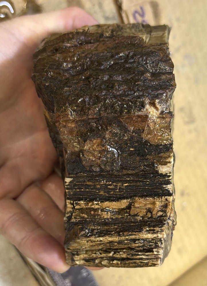 petrified wood Full Round