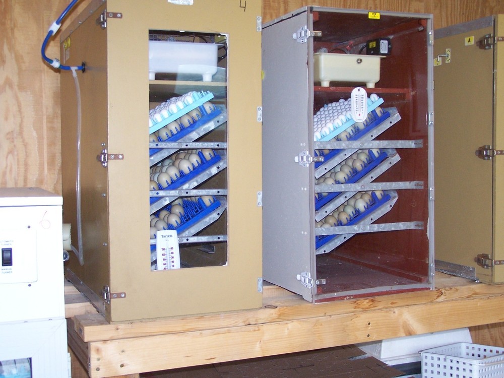 25+ Northern Bobwhite Quail hatching eggs