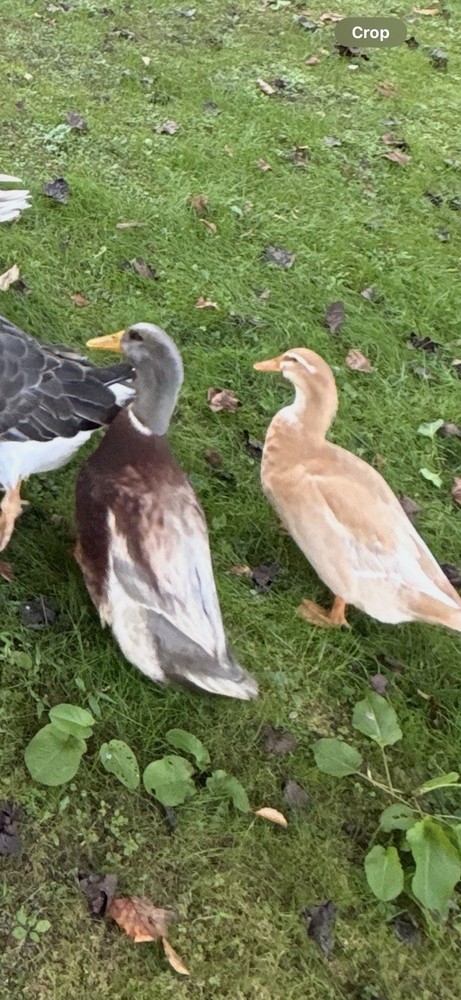 Saxony Duck Hatching Eggs (Fertile!!) 6+