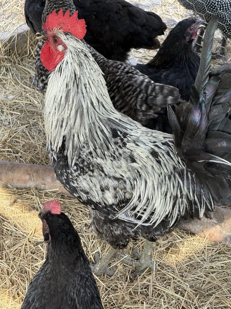 Barnyard Chicken Hatching Eggs 12 Pack