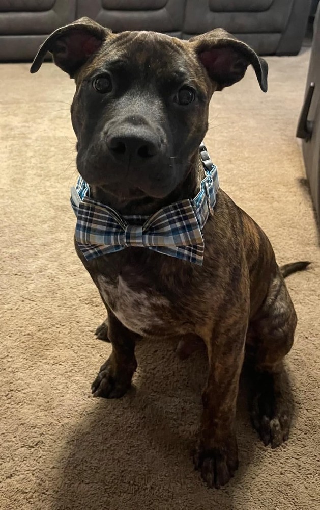 Dog Cat Collar Bowtie Grid Pattern Plastic Buckle Adjustable Small Medium Pet