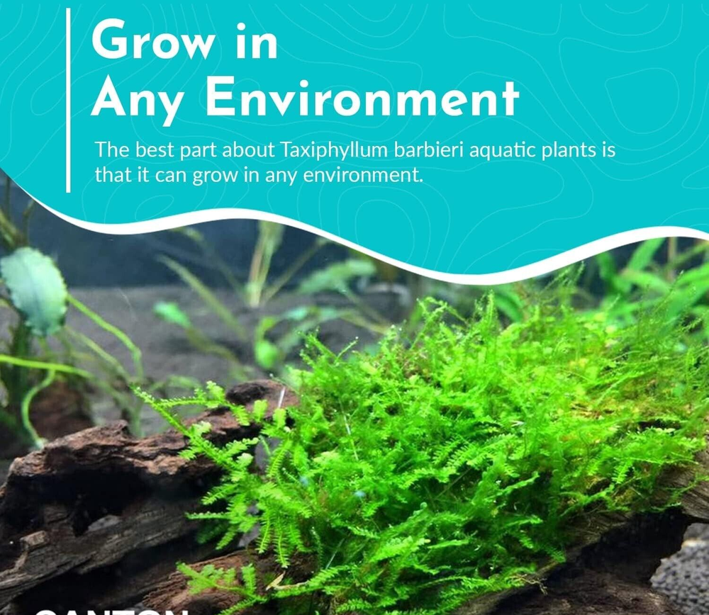 Java Moss Taxiphyllum Barbieri Easy Live Aquarium Plant