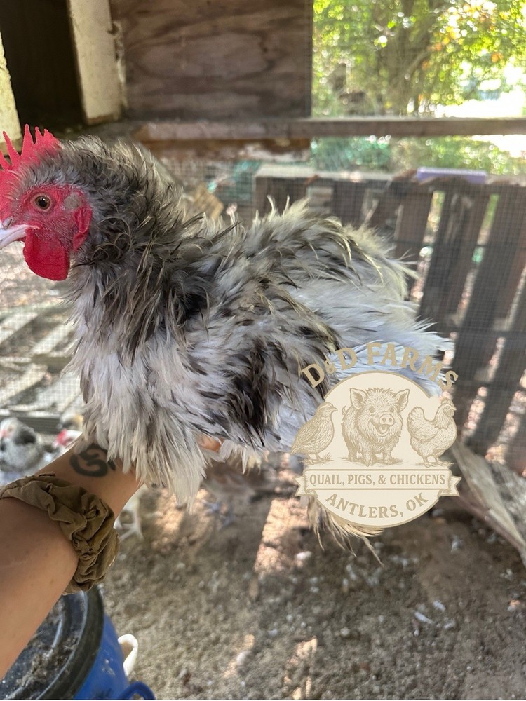 Bantam Cochin Fun Pen