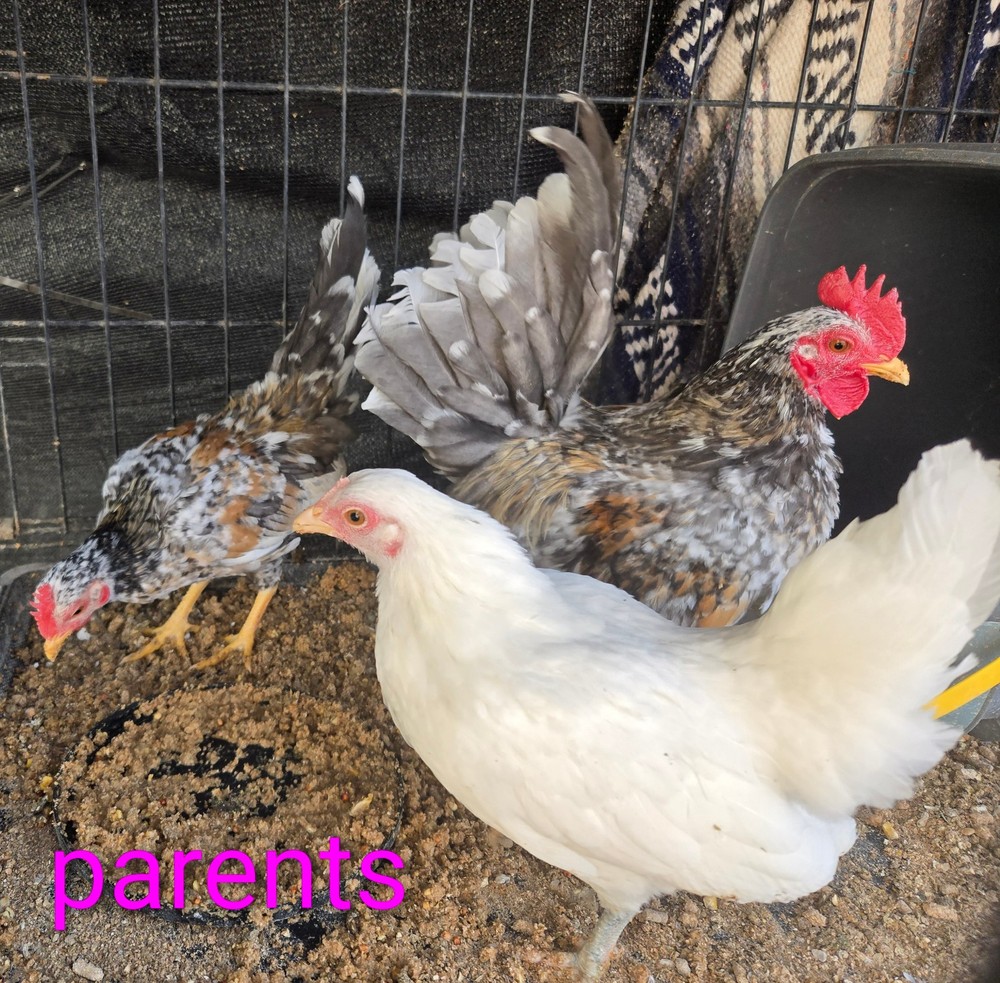 6+ Half Dozen Serama Chicken Hatching Eggs Mini Chicken