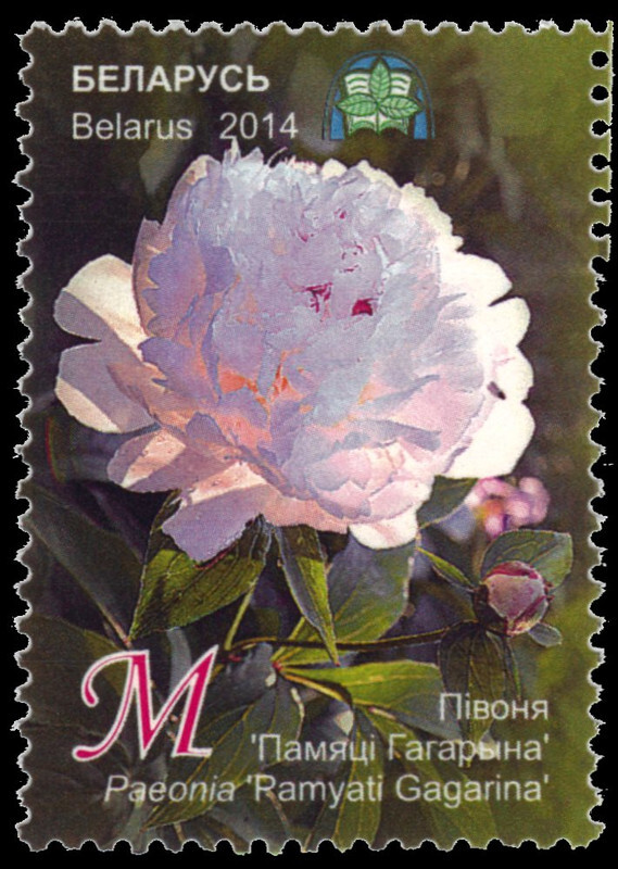 BELARUS 910 - Botanical Gradens "Peony" (pb93738)