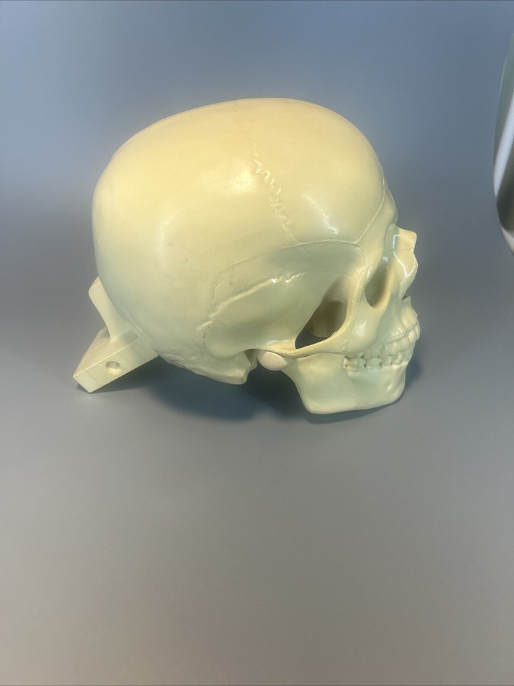 Synbone, Human Skull, Surgical, Training, Education,