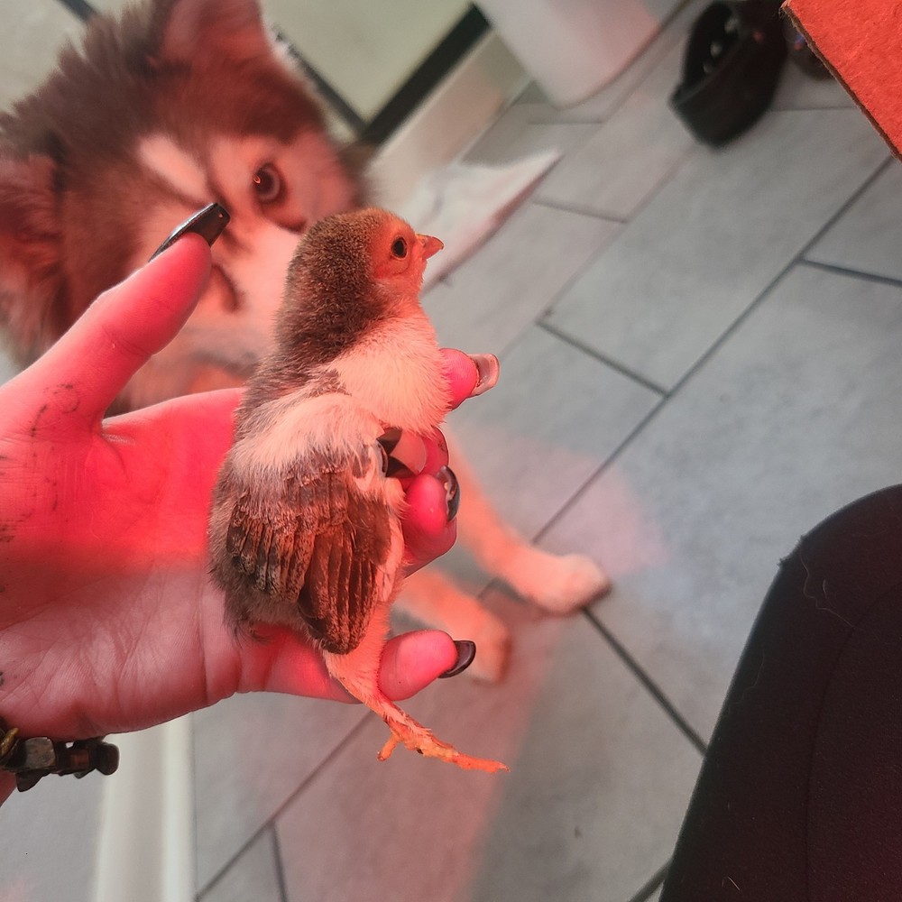 Bantam mystery egg Hatch 18 eggs