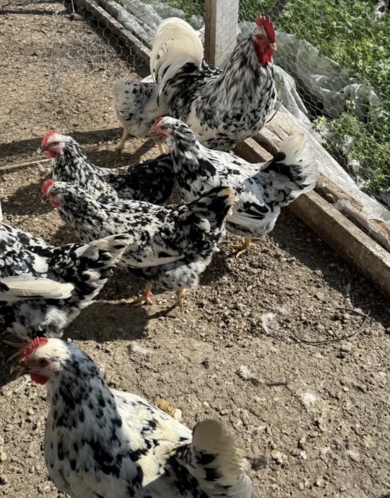 12+2 Pita Pinta Austria Chicken Hatching Eggs