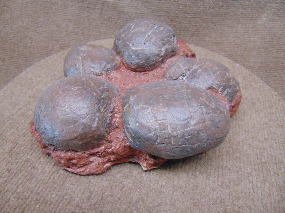 Mongolian dinosaur (Therizinosaur?) 5 egg nest cast replica