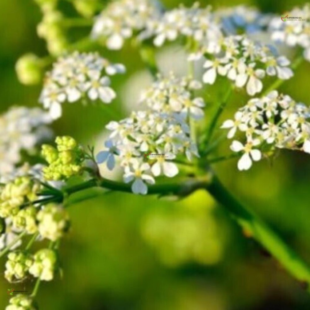 Vertigoheel 30ml drops Homeopathic Solution Dizziness Nausea Vertigo