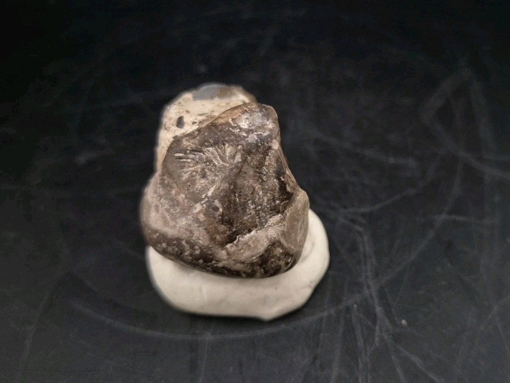 Real Egg Fossil Mullusk Snail In Stone Matrix