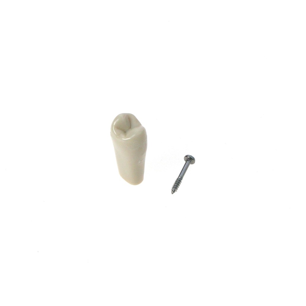 US Columbia Dentoform Dental 860 Type Typodont Model with 32Pcs Removable Teeth