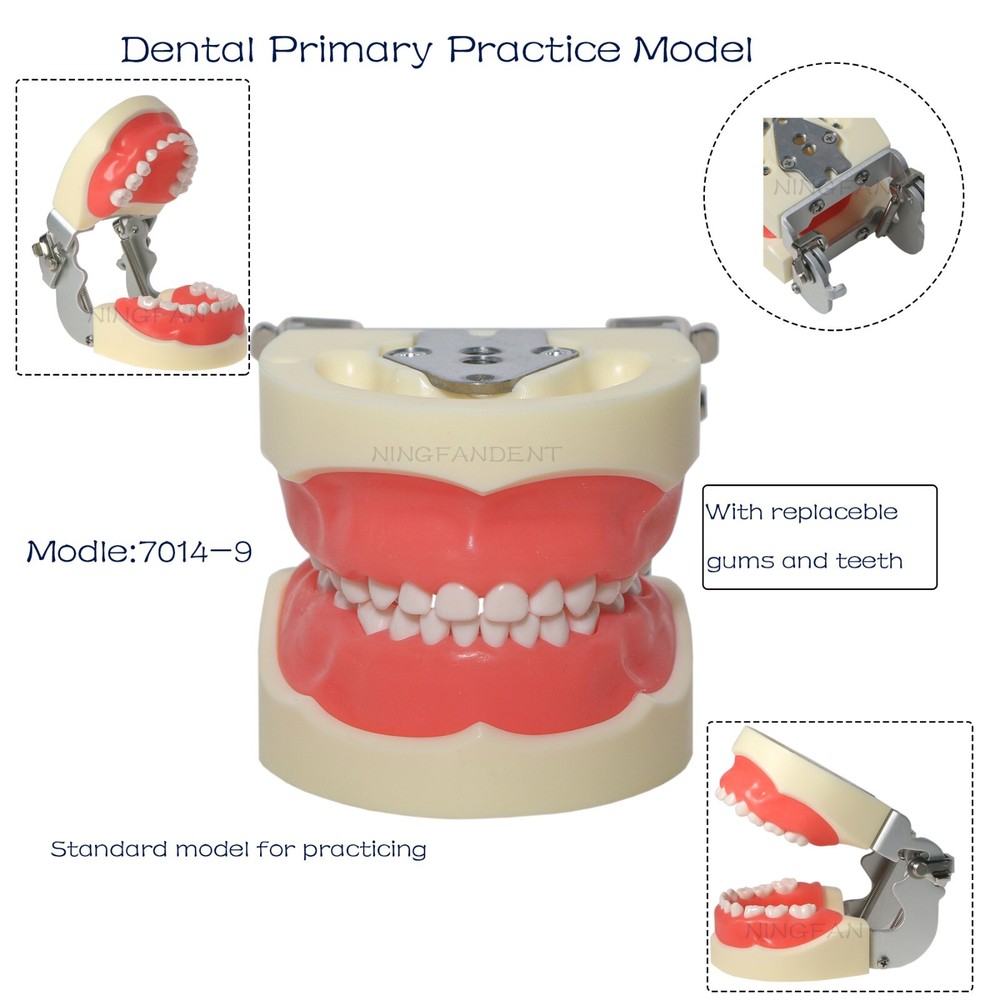 Dental Child Primary Practice Teeth Model 24 Removable Teeth For Dentist Practic