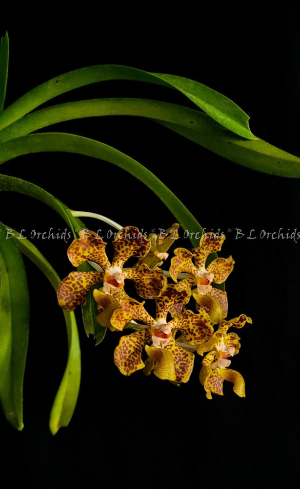 Vanda lombokensis