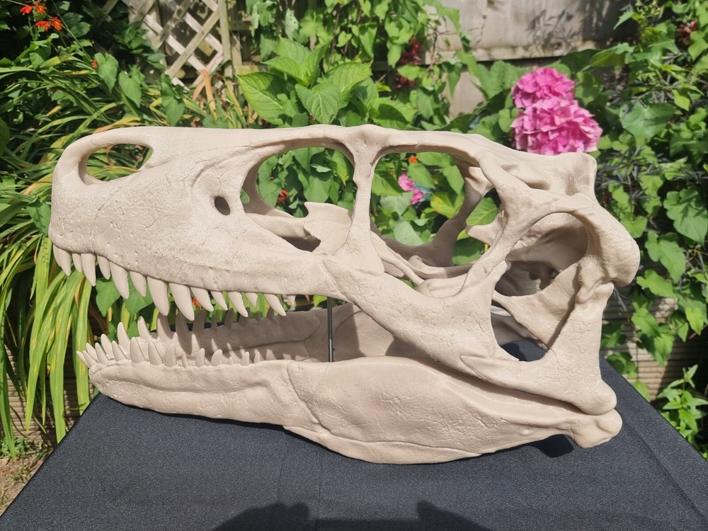 Utahraptor Life-size Dinosaur Replica Skull