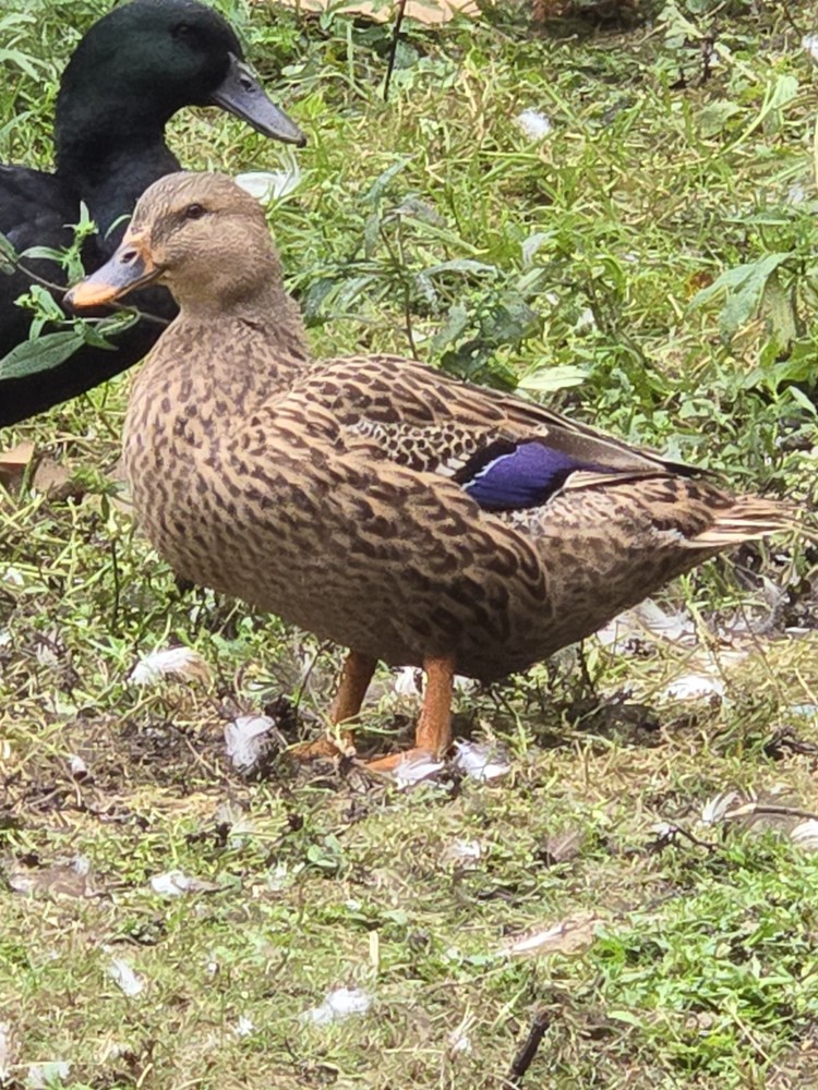 6 BYM Duck Hatching Eggs