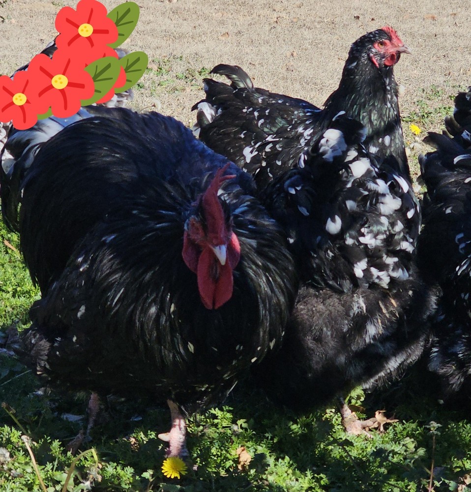 18+ English Mottled Orpington Hatching Eggs