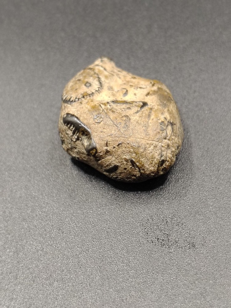 Unknow Fossil, About An Inch In Size. Multiple Visible