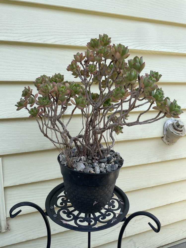 Bonsai Tree Aeonium Haworthia Tree Ship With Bare Rooted